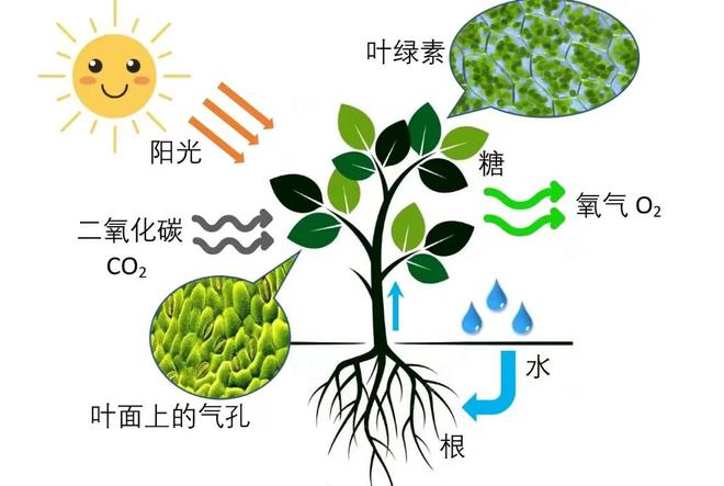 中国开云网站 Kaiyun开云科学家打破十几亿年光合铁律！西北风管饱没必要种田了？(图4)